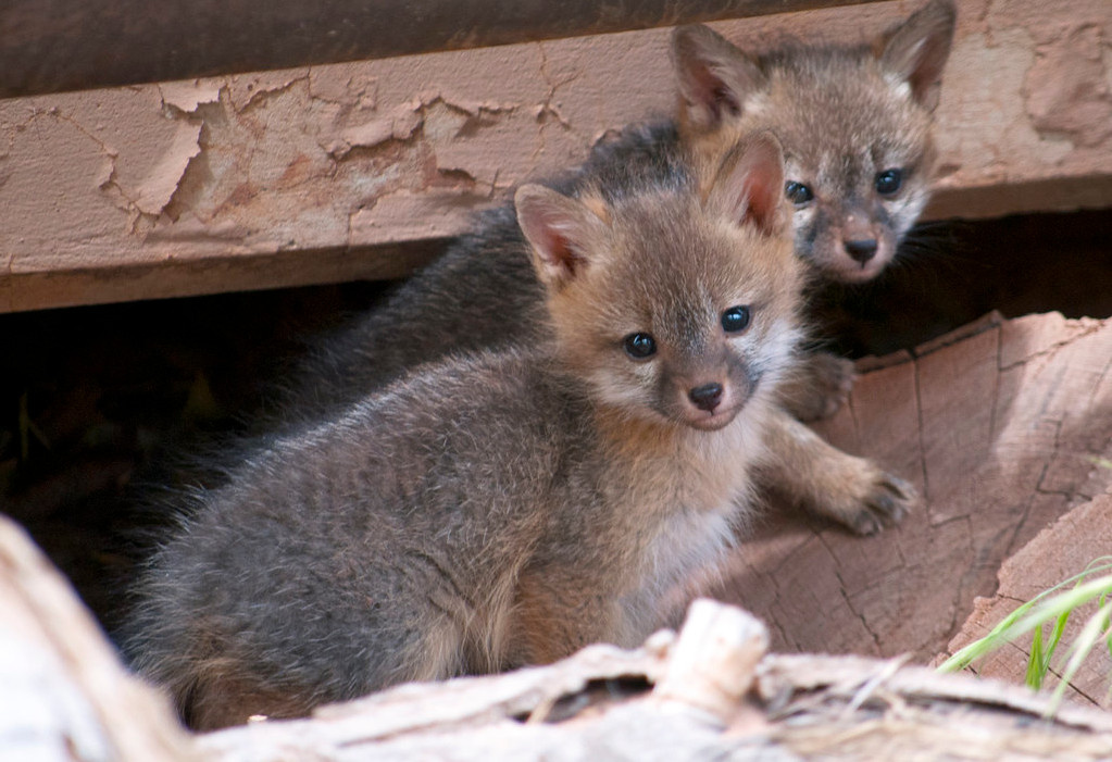 Малыши серой лисицы ("Gray Fox Kits" by ZionNPS is licensed under CC BY 2.0)