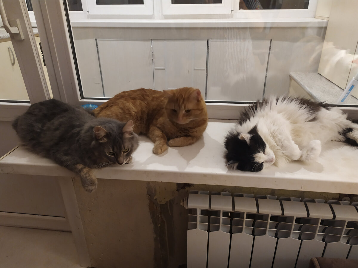 ...и три кота