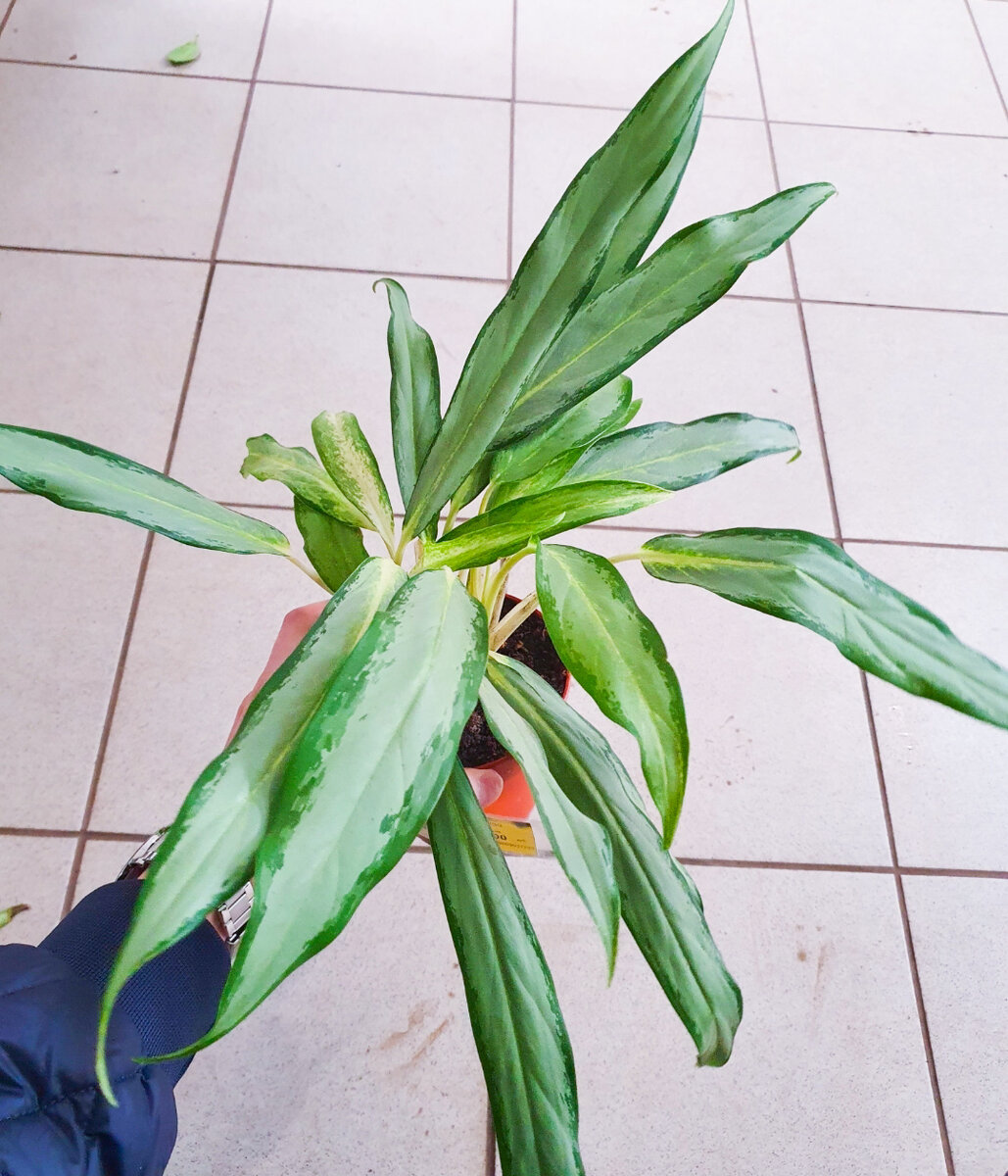 Ну как можно было мимо пройти и не взять за 300 рублей?