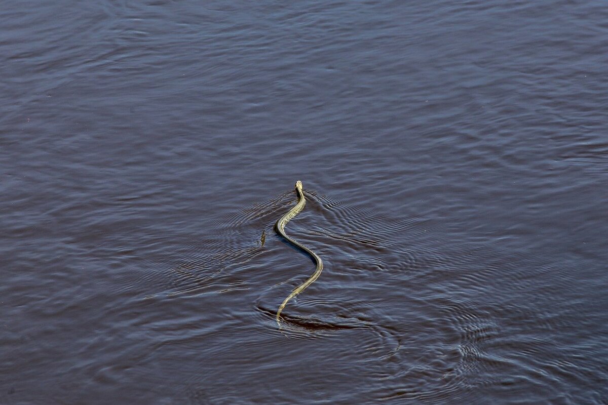 Гадюки плавают в воде или нет. Змеи плавают в воде.