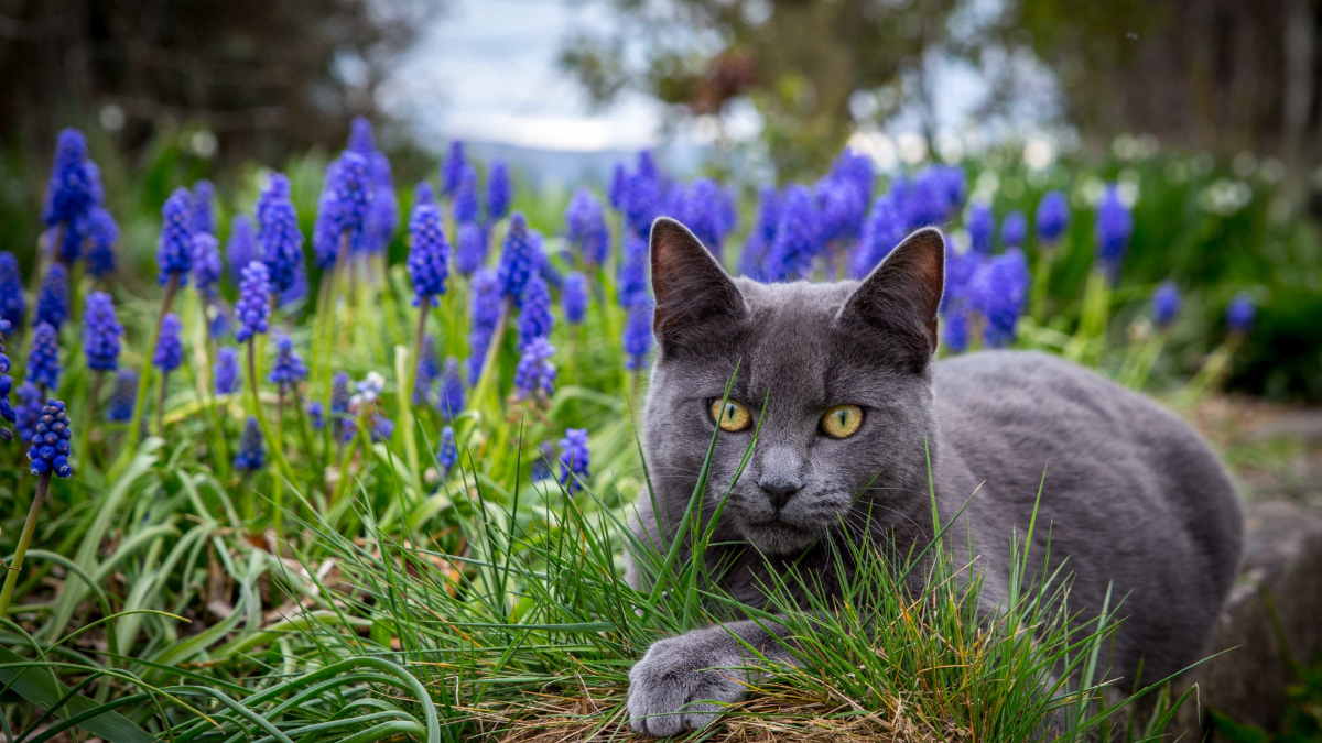 Вывести соседских кошек из сада: лучшие (дружественные к животным) способы.