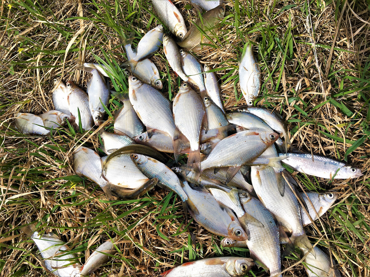 Первый весенний улов 2021 г.