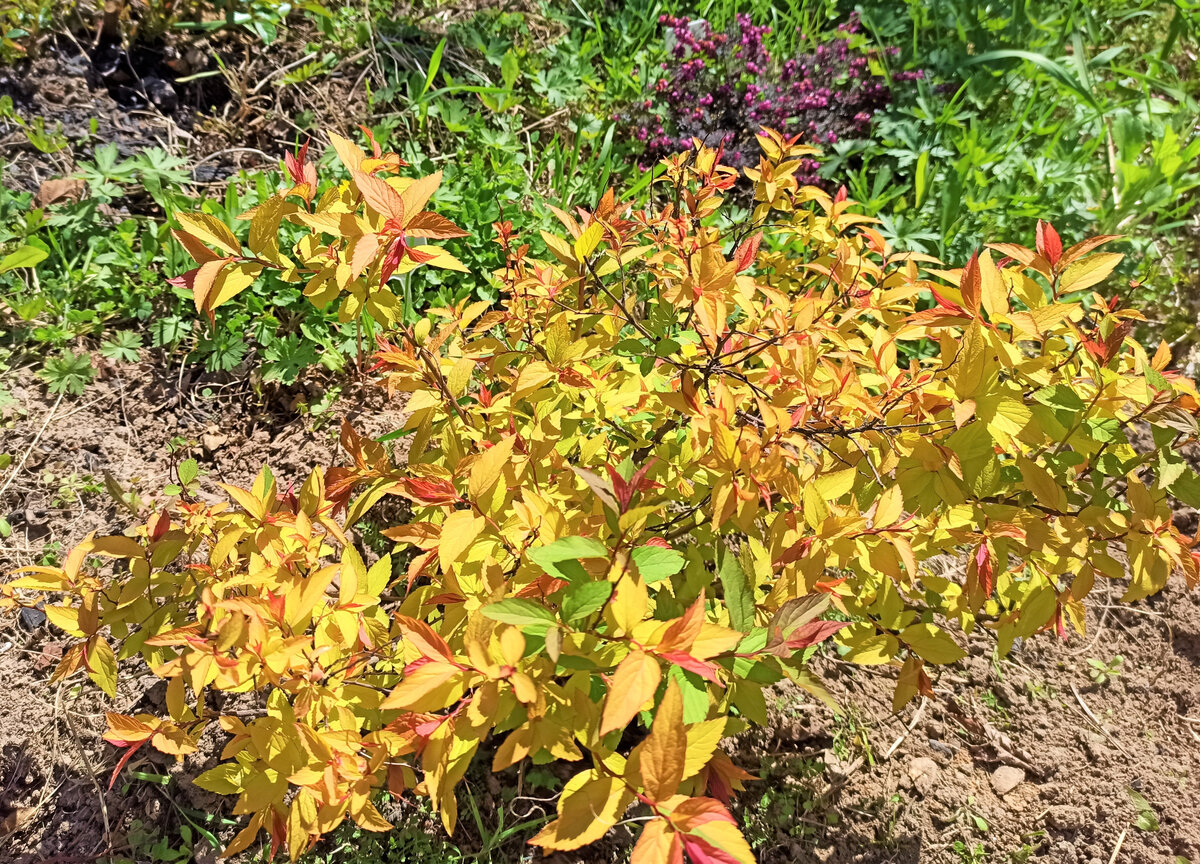  Молодой кустик спиреи Голдфлейм в начале мая. Фото автора.