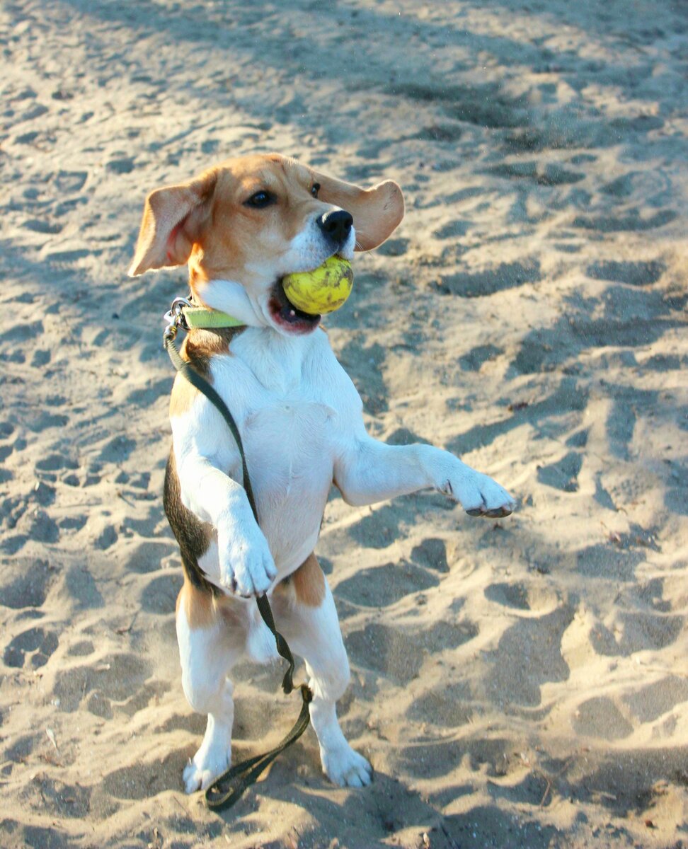 Его бы точно взяли ловцом в квиддич)