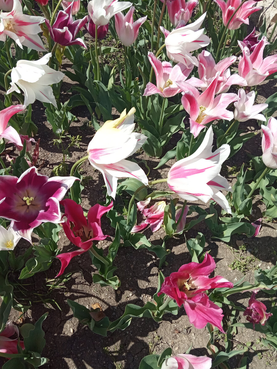 А это прошлогодний Севастополь