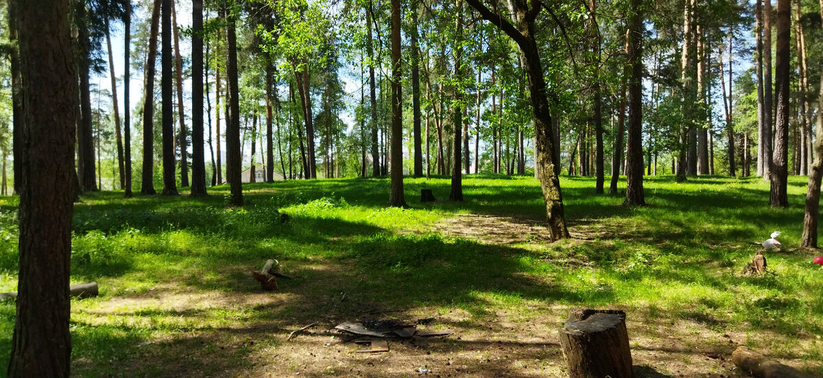 Малаховский лес