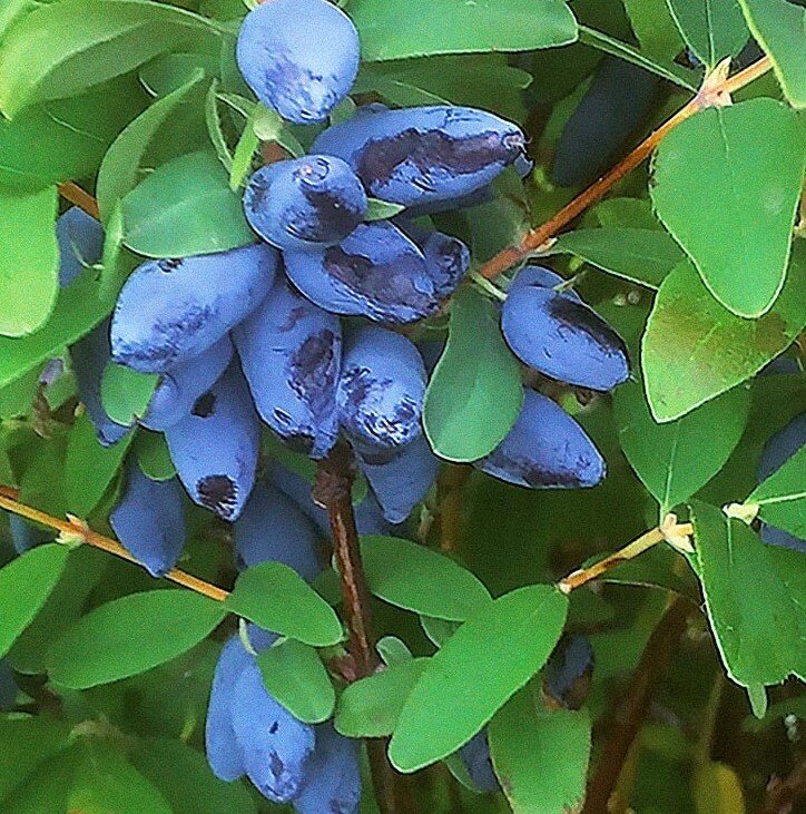 Синяя ягода кустарник как называется. Жимолость съедобная куст. Жимолость съедобная Бажовская. Жимолость синяя птица. Жимолость съедобная куст с ягодами.