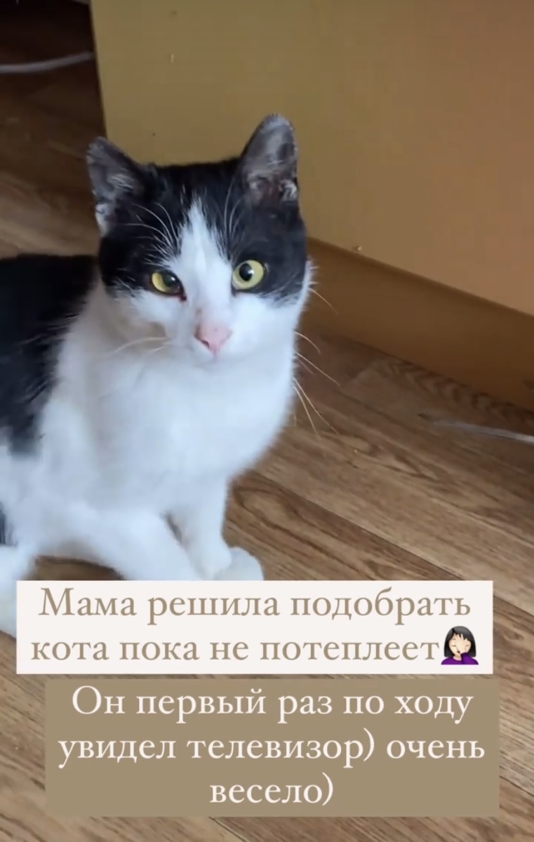 Вот этой мордочке несказанно повезло обрести дом)