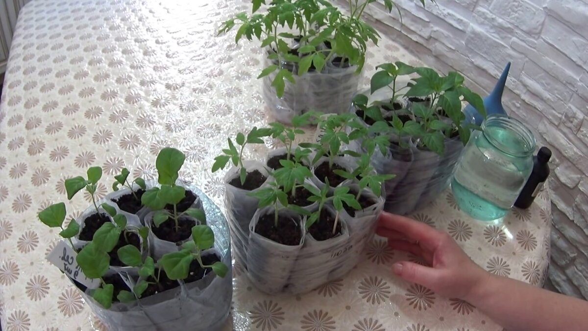 Обработка семян томатов перед посевом перекисью водорода