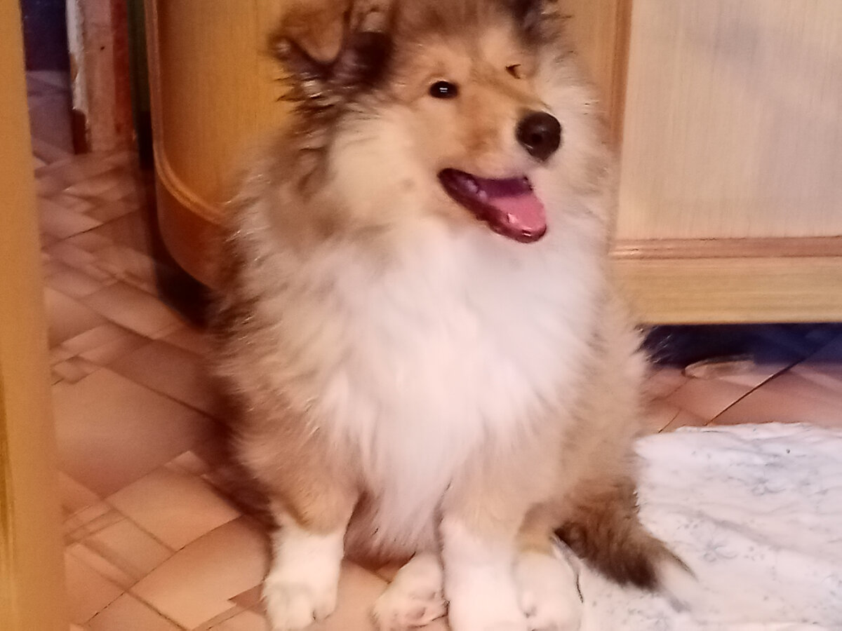 Хомка