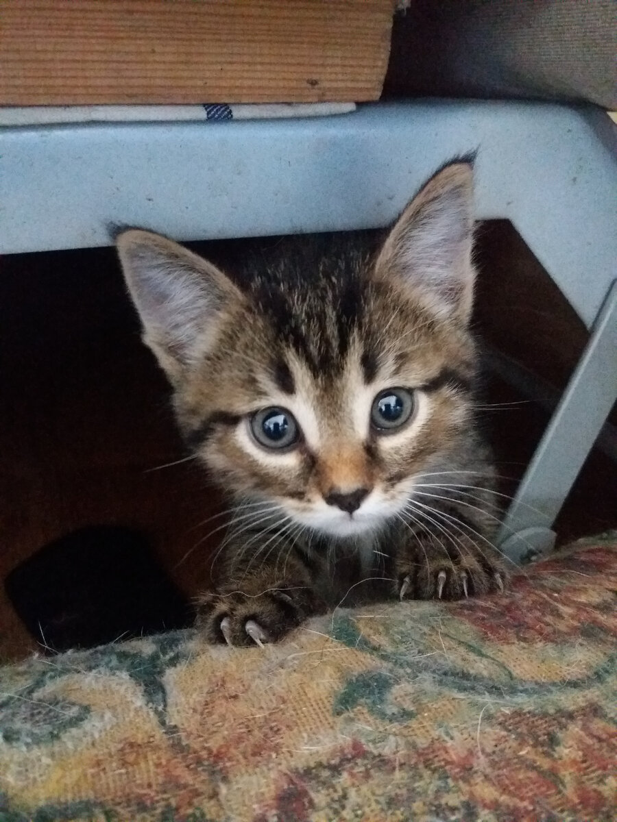 Максик. Пристроен