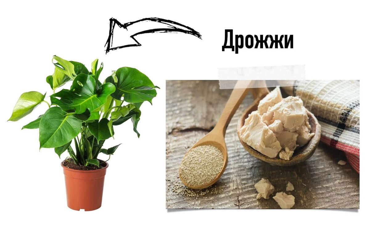 чтобы цветы росли как на дрожжах