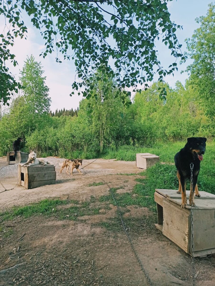 У каждой взрослой особи - свое жилище