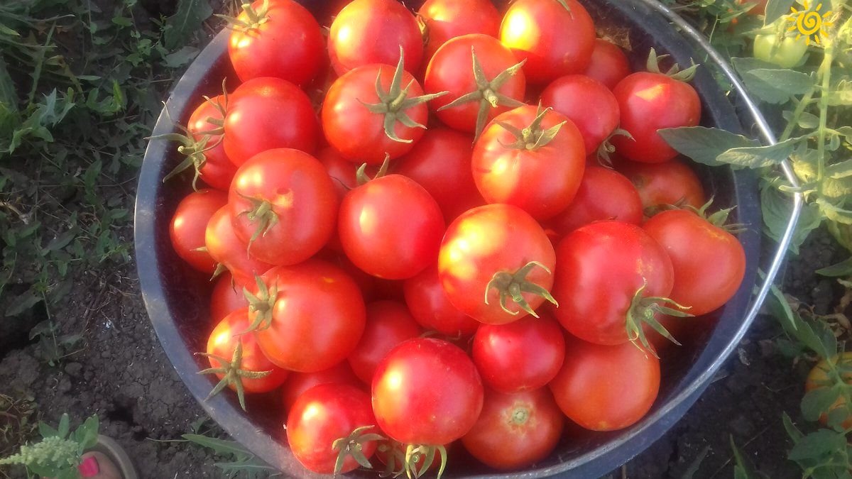 Мои вкуснейшие и ароматные помидоры