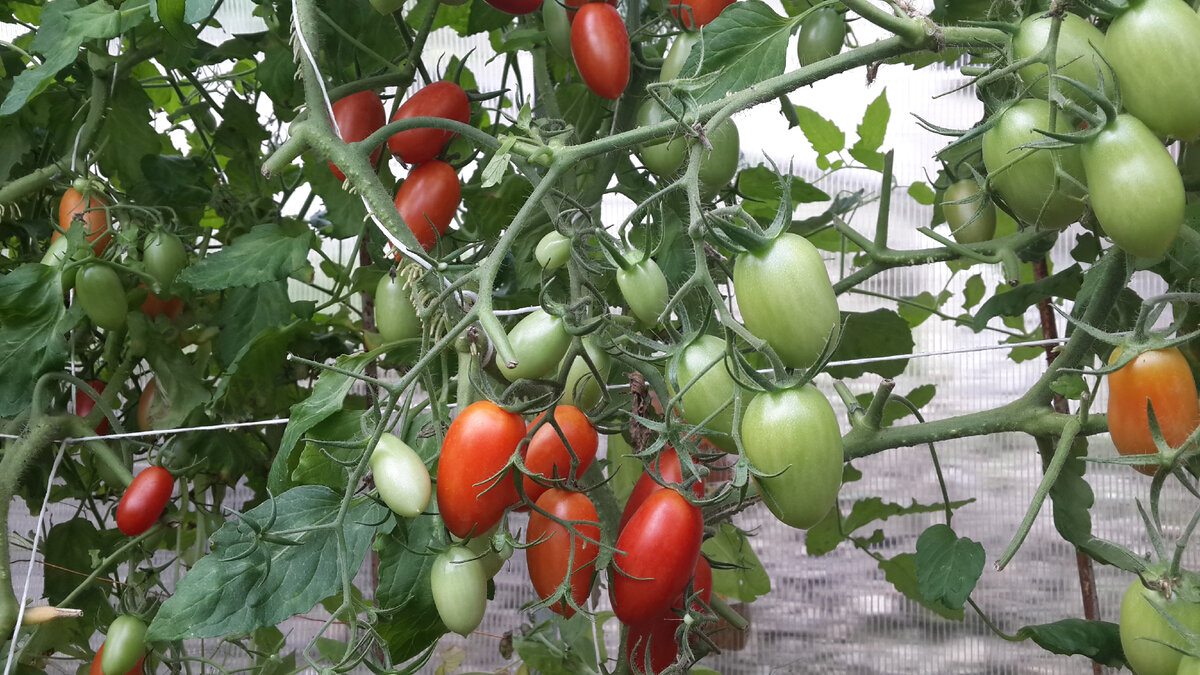 Как и куда поливать помидоры чтобы не было фитофторы в теплице. Что делать если томаты уже болеют фитофторой. Сорт томата джекпот
