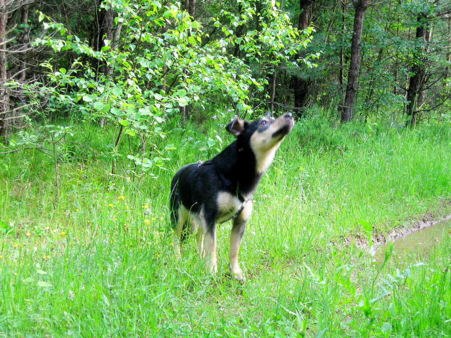 На фото: дворняжка Тори в летнем лесу
