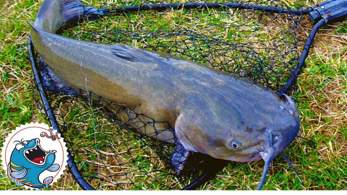 сом альбинос речной. сом солдатова. сомик донской. сом боком. рыба сом во сне.