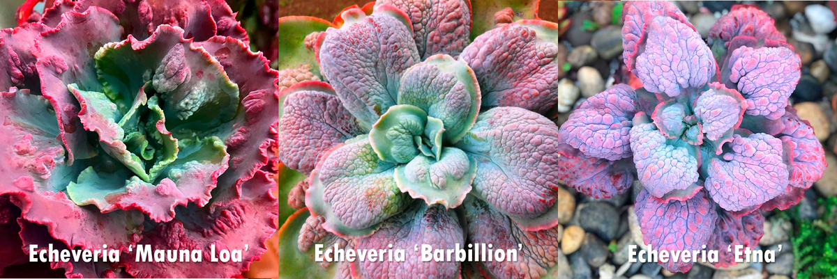 Гибрид Echeveria ‘Mauna Loa’ + Echeveria ‘Barbillion’ = Echeveria ‘Etna’