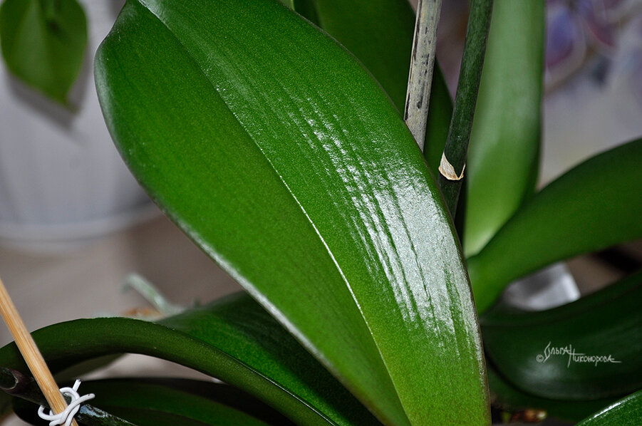 Красивые листья признак, что орхидея здорова
