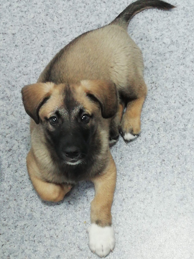 Эти глаза хоть и шкодные, зато любящие