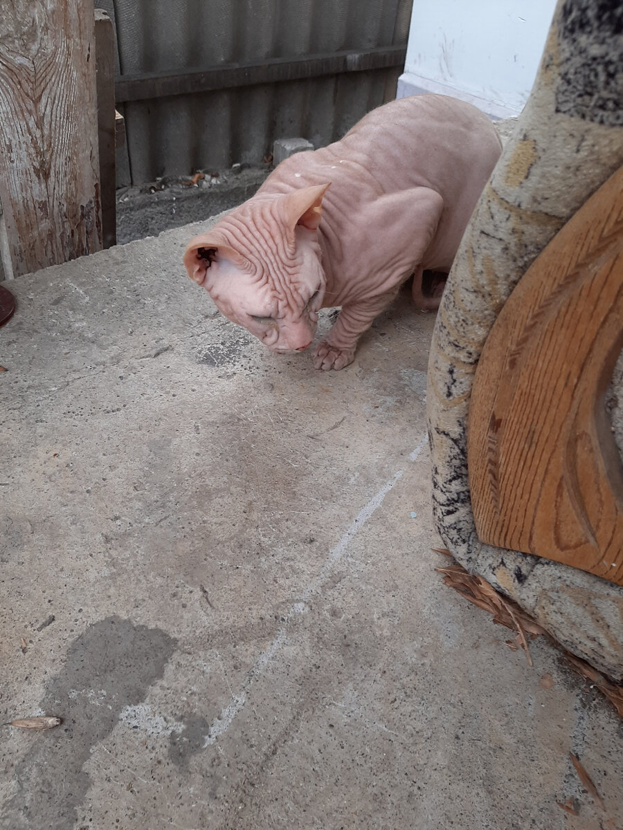 Пришел с песней, но без гостинцев