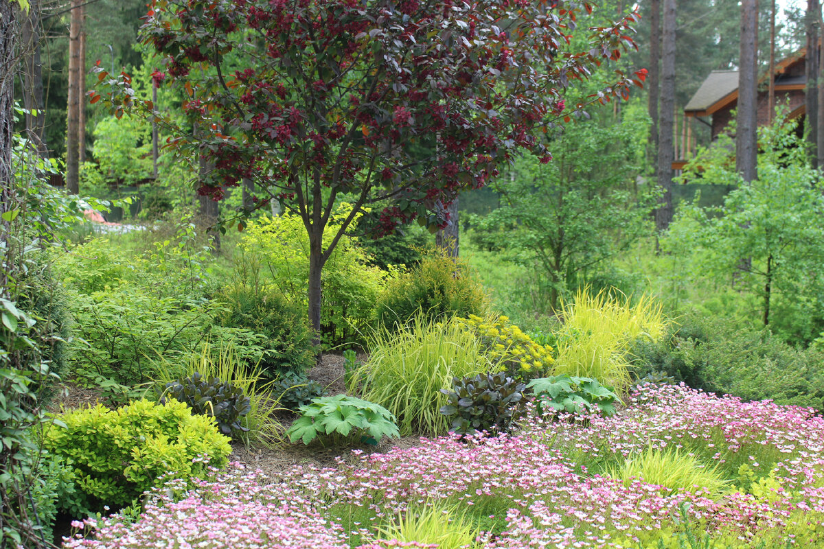 Наш сад в июне 2021, цветет камнеломка Арендса