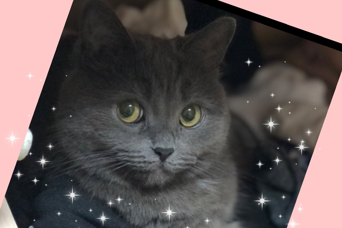 Героиня истории - Бэля