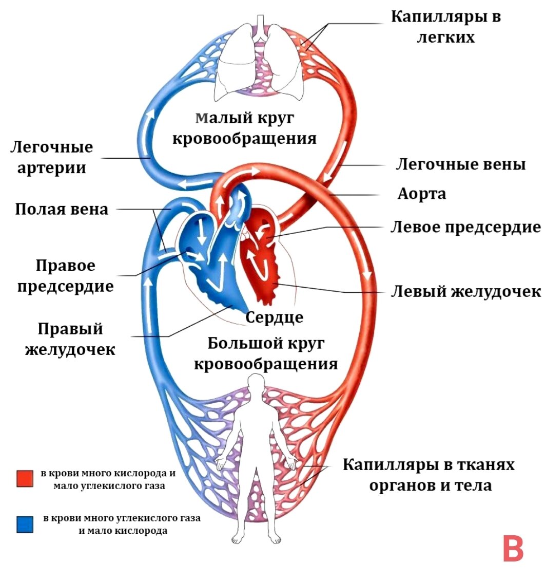 Большой и малый круг кровообращения схема