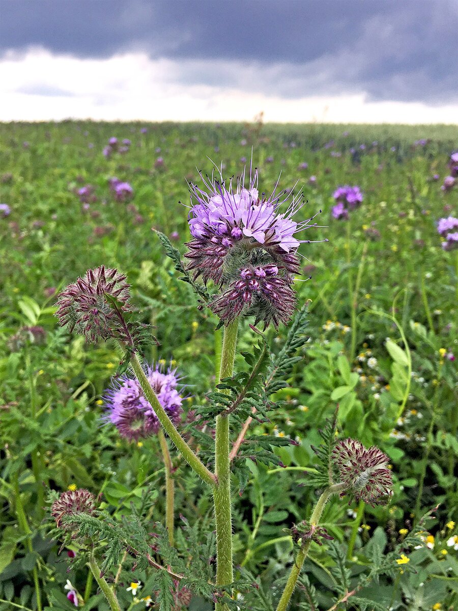 Фото с Wikimedia Commons