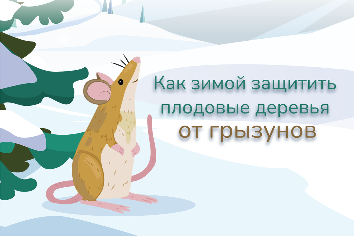 Как зимой защитить плодовые деревья от грызунов? | Садовита – дачная  находка! | Дзен