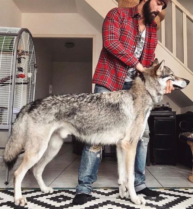 Фото: buratinsburger.ru