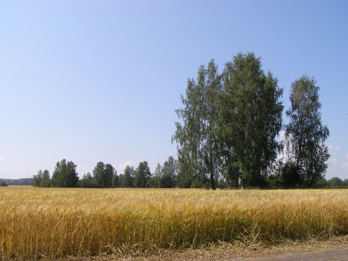 Поля