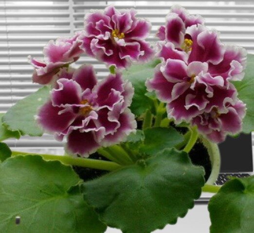 Фиалка сорта Амадеус


У фиалки Амадеус розетка может достигать в  диаметре 35 -40 см.  Обычно она аккуратная, но всё же иногда листья раскидываются сильно в сторону.  В  этом случае нужно  эти крайние "лопухи" убирать. 

Листья  тёмно-зелёные.  Достаточно крупные.
Подходящая температура  для выращивания Амадеуса 22-25  градусов. Необходимо не допускать  сквозняков.  Влажность подходит 50-55 %.
Сорт хорошо размножается  листочками.  Про размножение  листочками у нас на канале есть видео.  Листовой  черенок  тогда  дал корешки за 3 недели. Можно также размножать семенами. 
Полив обычный, как  для многих сортов фиалок. Обязательно аккуратно быть с водой и не  допускать попадания её на  листья.  Лучше делать полив через поддон или фильный. 
 Один раз в 2 недели, кроме  зимнего периода  нужно фиалку подкармливать. Конечно, лучше  применять специальное удобрение  для фиалок. 

Хорошего Вам цветения ваших фиалочек!