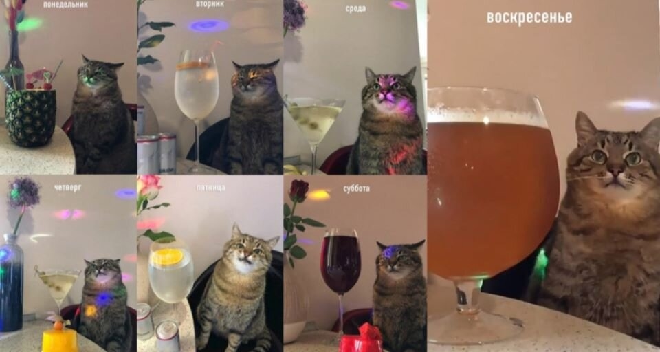 Кот с бокалом вина мем