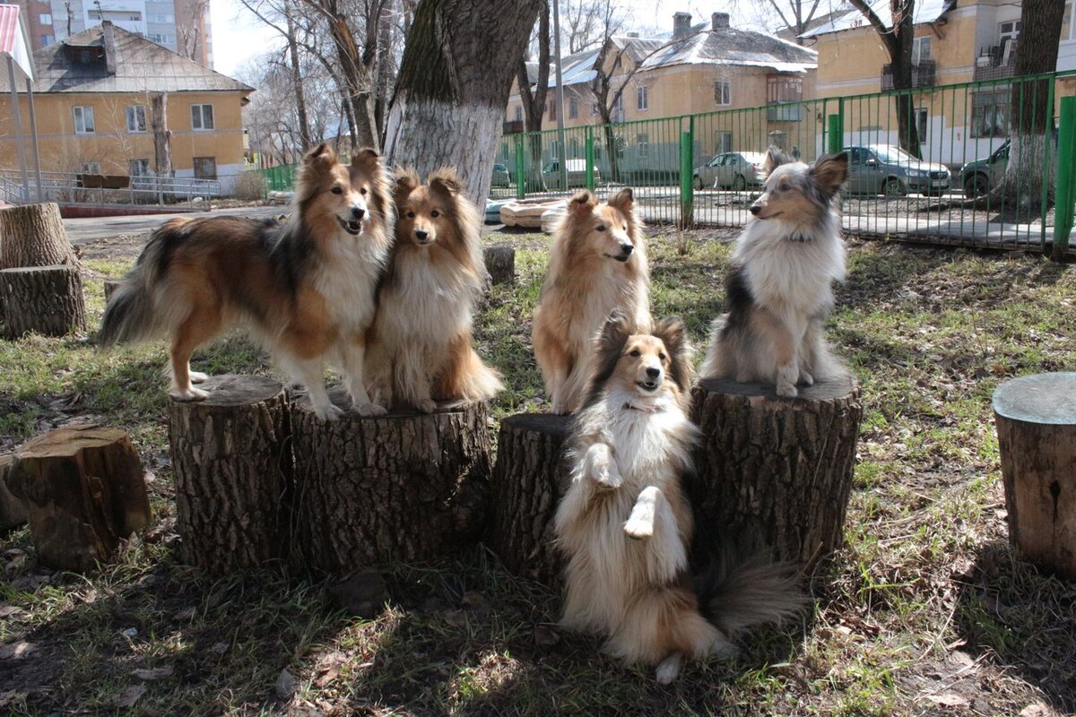 Кто сказал: "Сейчас шелти не встретишь"? Их много, просто не во всех местах водятся. 