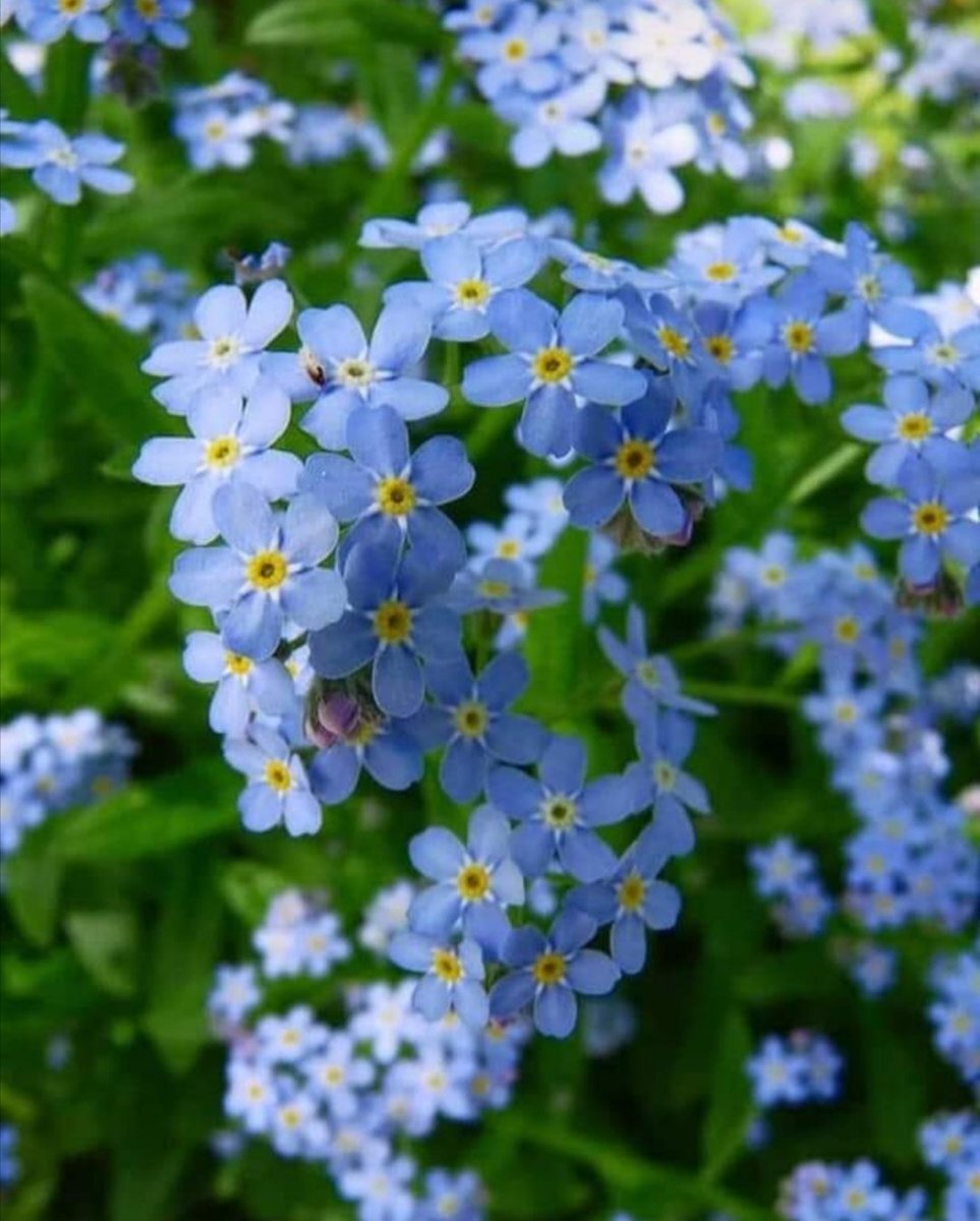 Незабудка Полевая (Myosotis arvensis)