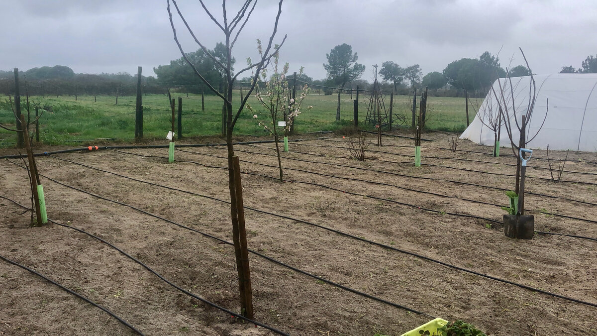 Молодой сад и полив под посадки