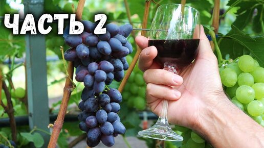 🍷 Приготовление домашнего вина из винограда кишмиш Юпитер Часть 2 🍇