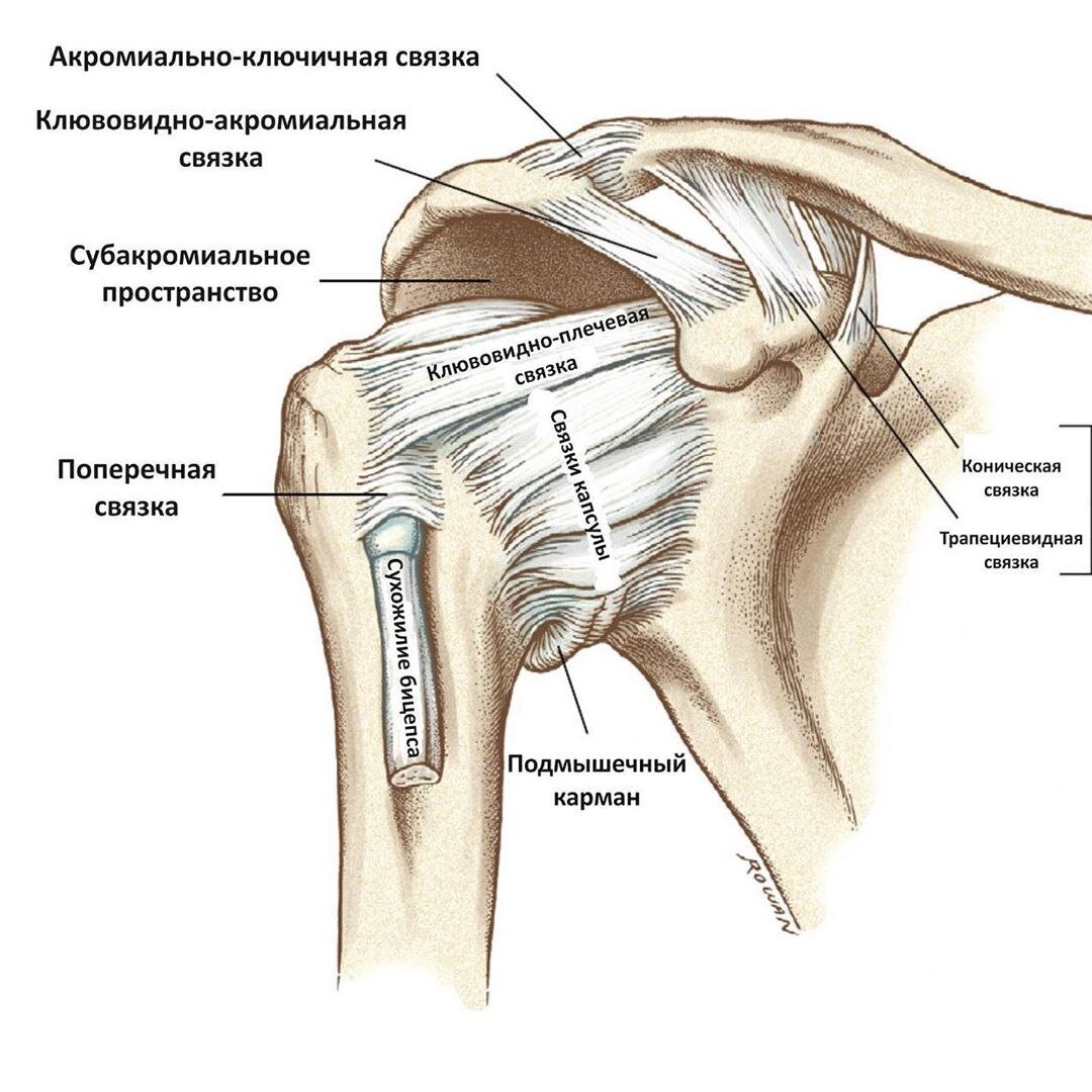 Акромиально-ключичное сочленение плечевого сустава