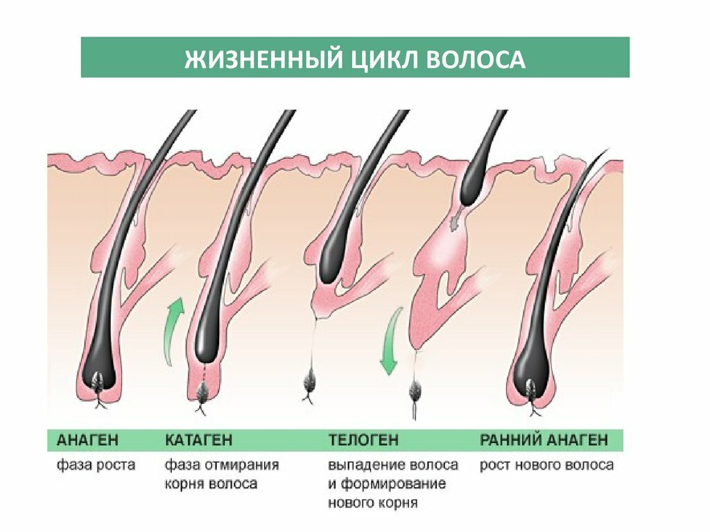 Никотиновая кислота усиливает рост новых волос и продлевает фазу анагена