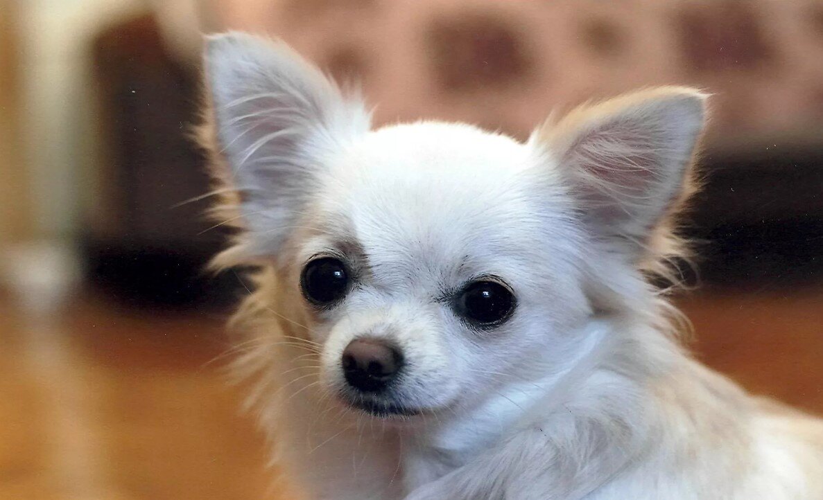 Чиуауа 4 буквы. Персиковый чихуахуа. Чау хуа. Порода собак чихуахуа. Разведение чихуахуа.