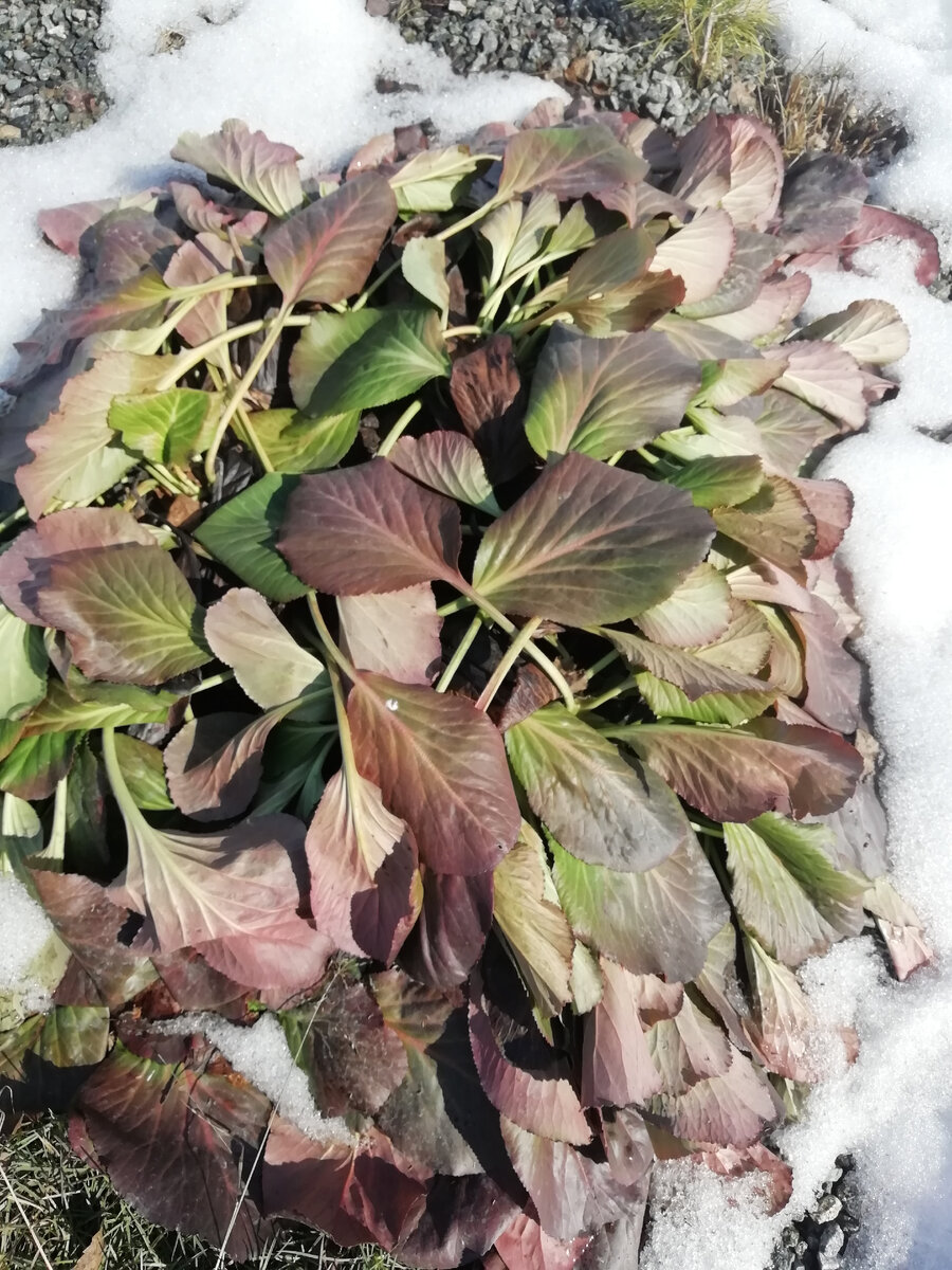 Бадан открылся