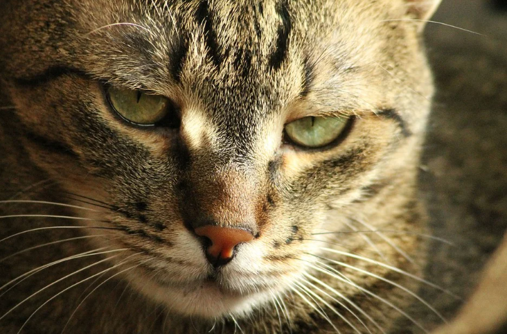 Добавьте описание