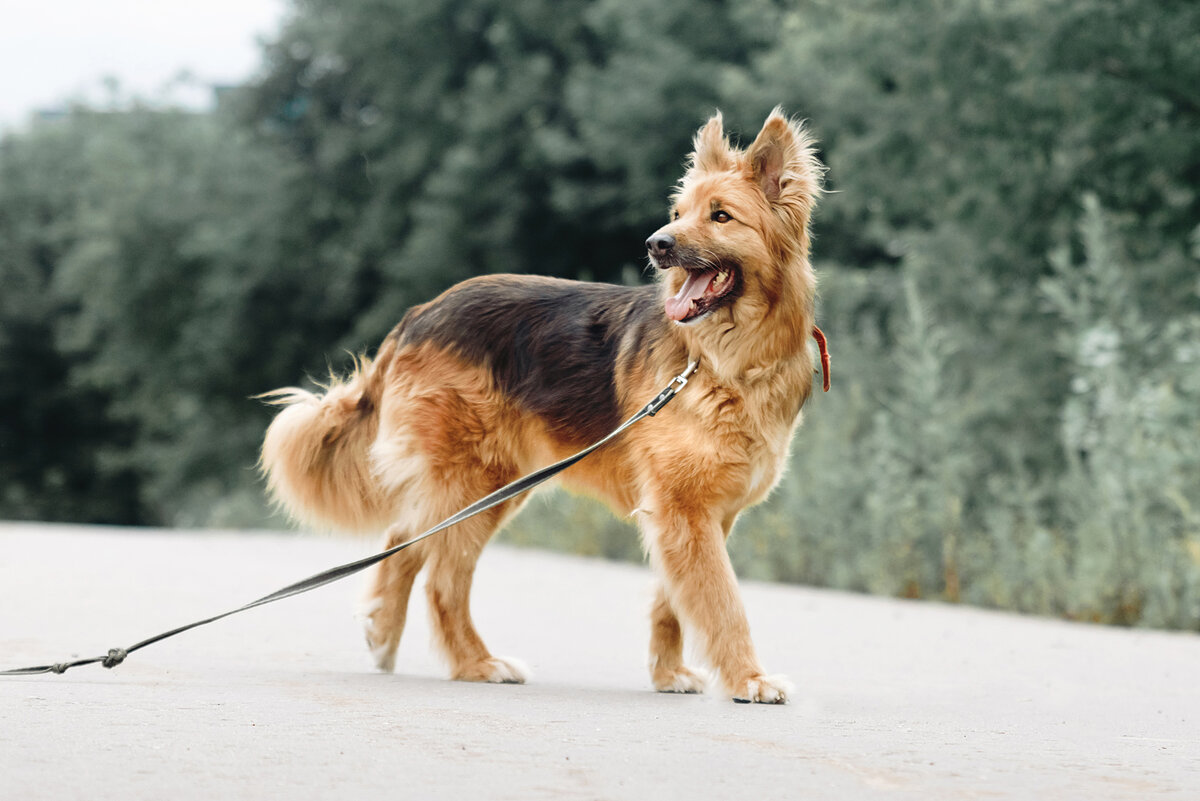 Золотой пёс Лавр из приюта станет отличным домашним питомцем