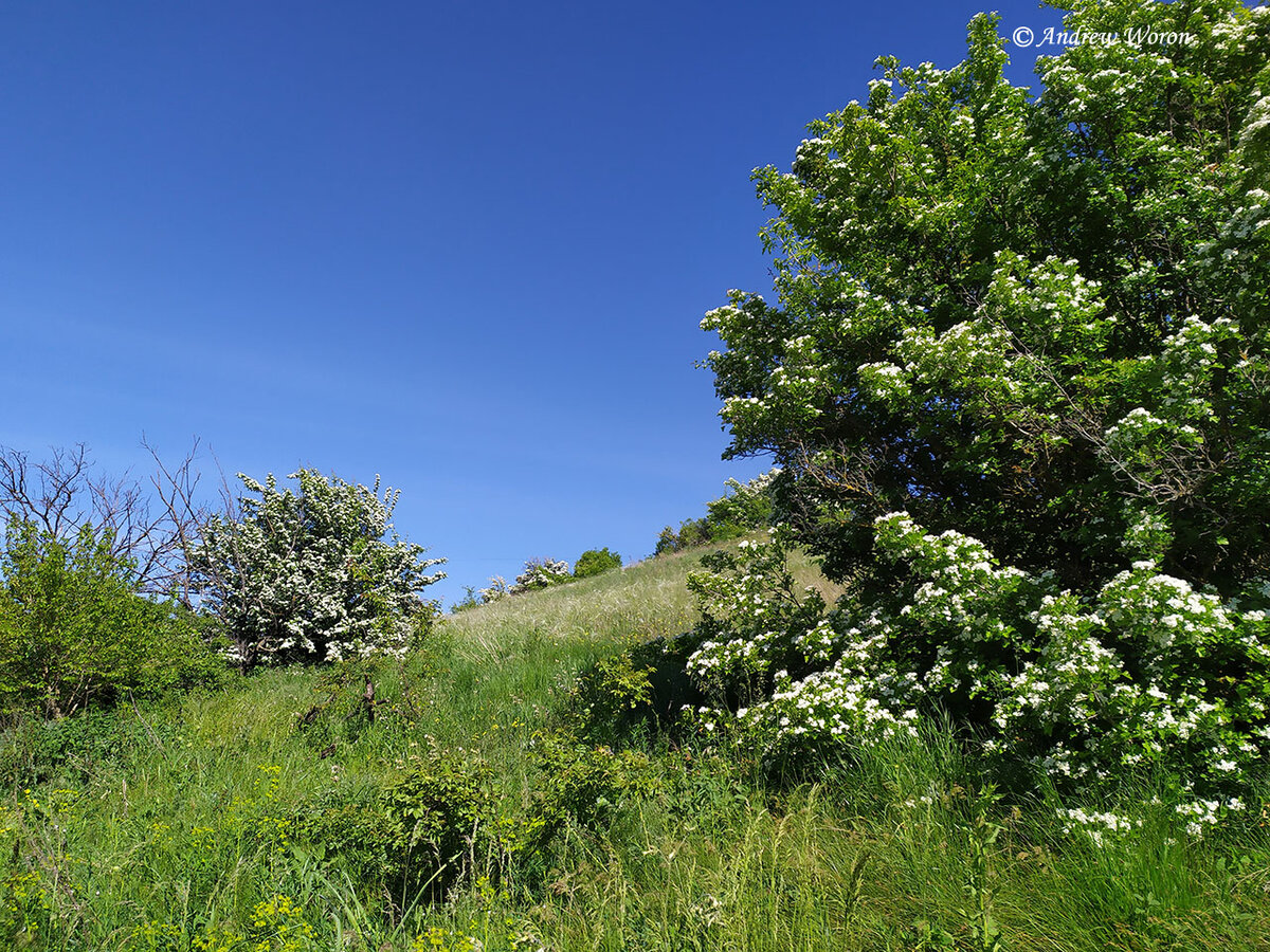 Холмы, поросшие цветущими кустами боярышника