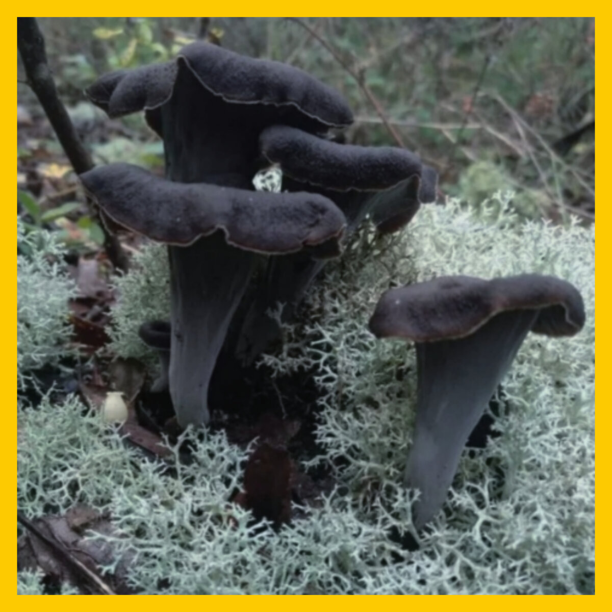 Так люблю картинки с грибами.