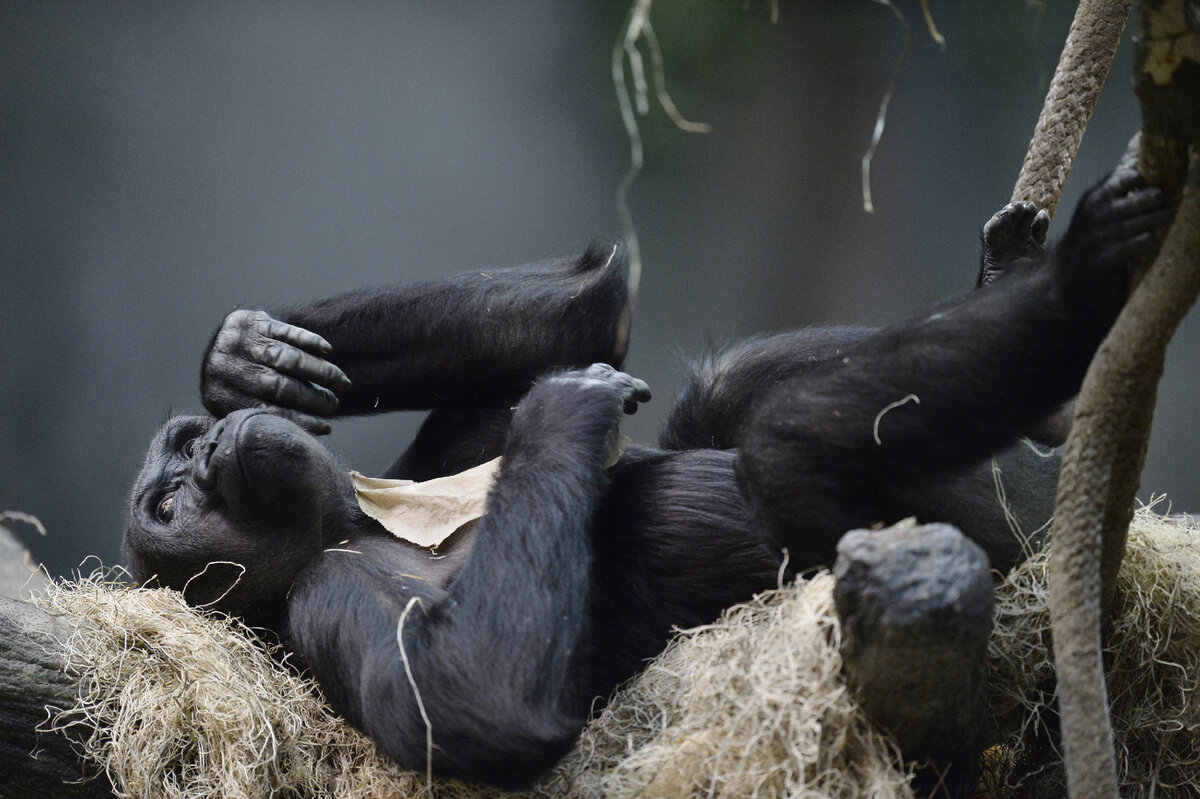 Источник фото: Brian Kersey/Legion Media. Бинти ведет в зоопарке настоящую королевскую жизнь.