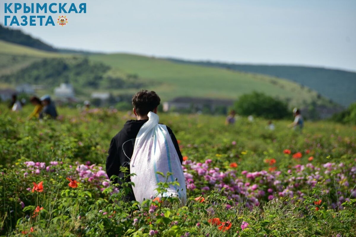 Начался сбор. Село Тургеневка Крым. Роза Тургеневка 2022. В Крыму начался сбор эфиромасличной розы в селе Тургеневка. Тургеневка Бахчисарайский район.