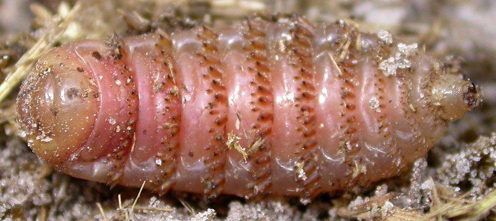 Спирометра Этот ленточный червь родом из Азии по идее должен инфицировать тела плотоядных животных, таких как кошки, собаки, а не людей.-2