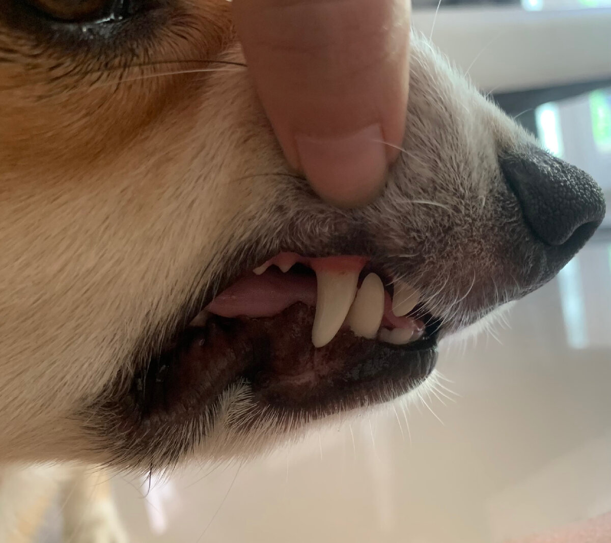 Собака с часами в зубах